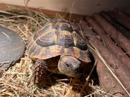 Landschildkröte - Gifhorn