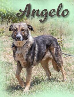 Angelo, ein sanfter Junge - Brunstorf