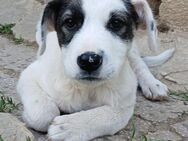 Welpe Snoopy - ein tapferer Kämpfer - Krefeld