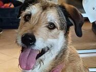 Charlie, Pechvogel sucht seine Menschen - Köln
