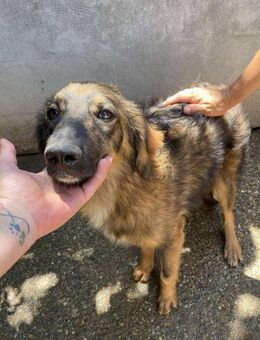 Maja wunderschöne Junghündin - Overath