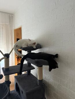 Katzen abzugeben - Berlin