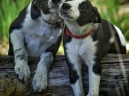 Border Collie Whippet Mix, Lurcher - Velten