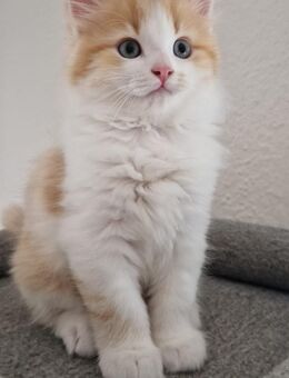 BKH/BLH Kitten - Weil (Rhein) Zentrum