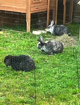 Lina und Möhrchen suchen ein neues Zuhause - Keltern