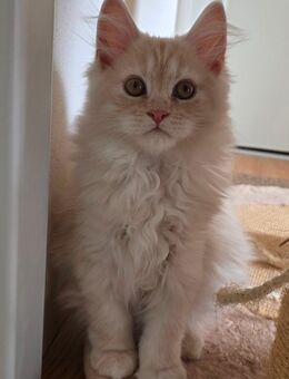 Reinrassige creme/rote Maine Coon Katze - Dorsheim