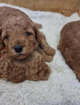 Maltipoo Welpen - Neuenkirchen (Landkreis Diepholz)