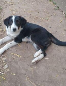 💙Jack Pot💙sucht sein großes Glück - Freilassing