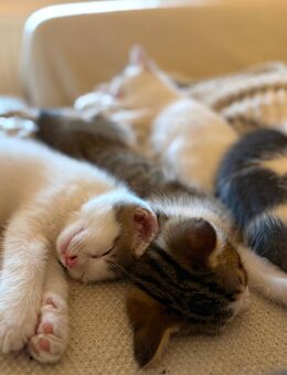 Süße Kitten sind bereit für neues Zuhause! - Horgenzell