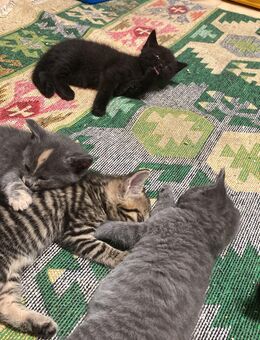 Kleine Katzen abzugeben - Rödersheim-Gronau