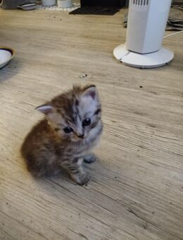 Zwei süße BKH Kitten - Schweinfurt