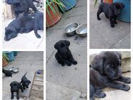 Labrador Mix - Kraja