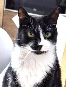 BABETTE - unsere nette Kätzin........ - Kempen