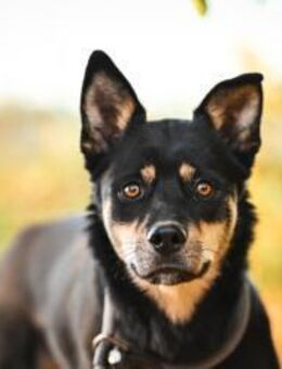 Isabella im Tierheim Lüdinghausen - Bad Vilbel