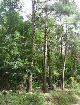 4,04 ha Waldverkauf in 49626 Berge, OT Grafeld - Berge (Niedersachsen)