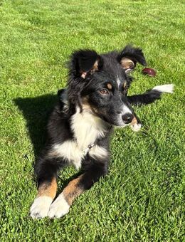 Mini Australian Shepherd Welpen - Haltern (See)