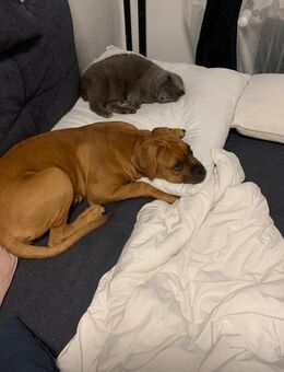 Bordeaux Dogge/Boxer Mix Dame sucht ein schönes zu Hause - Berlin