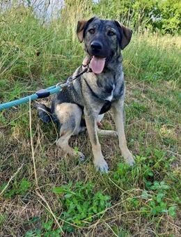ARES ist ein sozialer Kuschelbub ♥️ - München