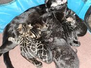 Atemberaubende Bengal Kitten, melanistic und brown - Haßloch
