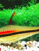 Rotstreifenbarbe in 97618