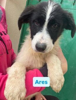 Ares - sucht Familie mit ❤️❤️❤️ - Grevenbroich