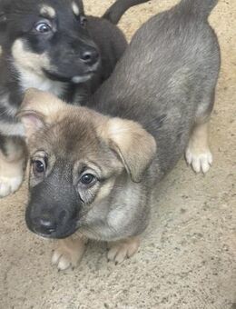 Abby - verschmustes Welpenmädchen - Hamburg