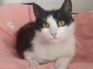 💞Mary - Menschenbezogene Schmusekatze💞 - Eislingen (Fils)