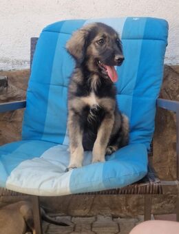 🌸Herziges Welpenmädchen Lia🐶🌼 - Eislingen (Fils)