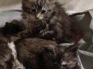 Noch 2 xxl maine coon kitten reinrassig - Bad Kissingen