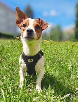 Bolle - will Einzelprinz sein - Löwenberger Land