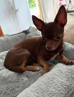 Chihuahua Hündin / einjährig - Hamburg Hamburg-Nord