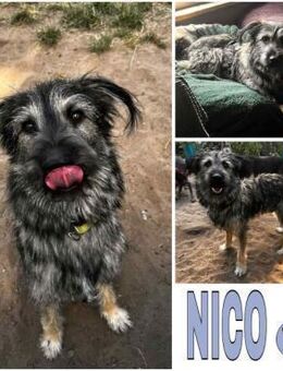 NICO -sportlicher Junghund- - Duisburg