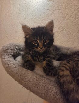 Main coon mix - Bergheim (Nordrhein-Westfalen)