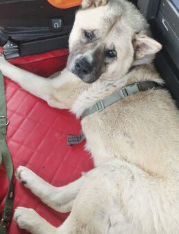 Hund zu verkaufen - Wusterhausen (Dosse)