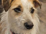 Spike Traumhund aus RO in DE 42857 - Blankenheim (Nordrhein-Westfalen)