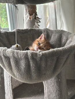 🐾 Wunderschöne Perser-BKH-Mix Kitten – Erster Wurf in liebevolle Hände abzugeben - Ibbenbüren
