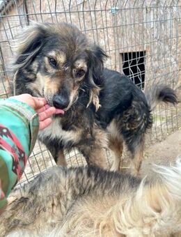 Anne ist so wunderschön ❤️🐾 - Großefehn