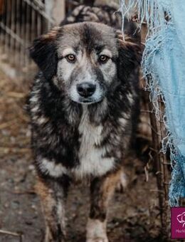 Carla ist bereit für ihr neues Leben!😍 - Spenge