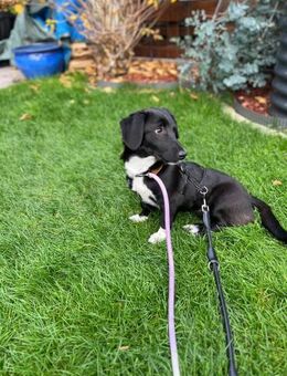 Only sucht ein eigenes Körbchen - Celle