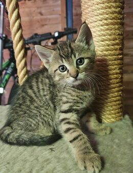 4 kleine Kater - Elchingen