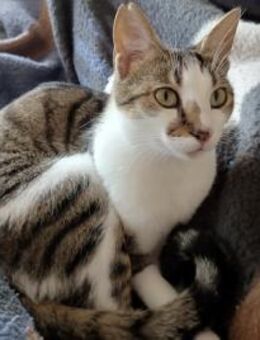 Tinker, neugieriger Sonnenschein, 10M - Vaterstetten