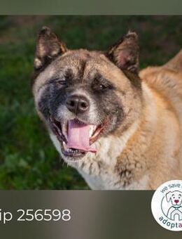 Chip 256598: sucht ein Zuhause - Kirchzell