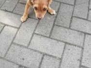 Verkaufe süße Hundewelpen - Daberkow