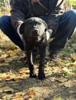 Babszi - Hündin sucht ein Zuhause! - Köln