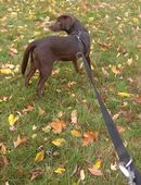 Reinrasieregen laprador abzugeben in 08066