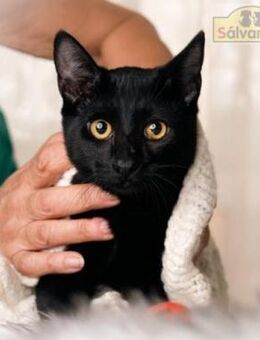 NICO Kleiner Kämpfer sucht Liebe - Bad Camberg