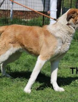 Thor - ein sanfter Riese will lernen - Kissing