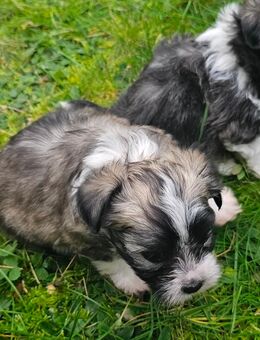 Malteser/Havaneser Mix Welpen - Ebersbach (Fils)