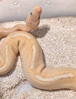 (W) Königspyhton abzugeben, Banana-Higway-Champagne, 2 Jahre alt - Riede