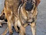 Lieber,feiner Pico 💗 sucht Schutz&Liebe - Hamburg